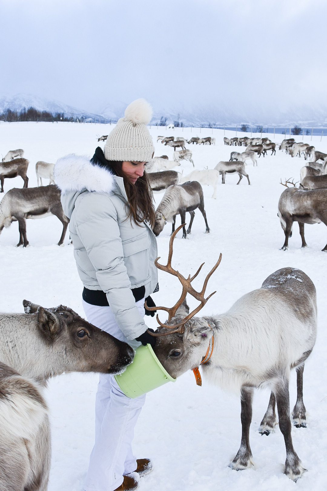 nourrir les rennes dans une ferme sami à Tromsø