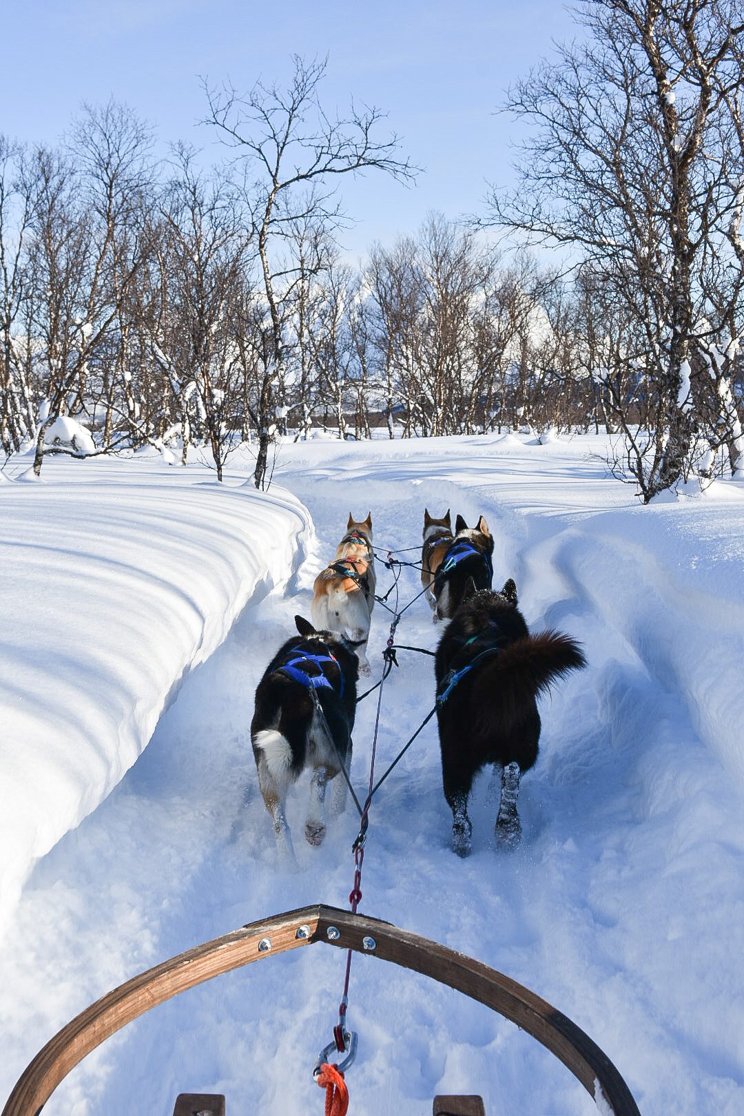 découverte de l'activité chiens de traineau à faire à Tromsø
