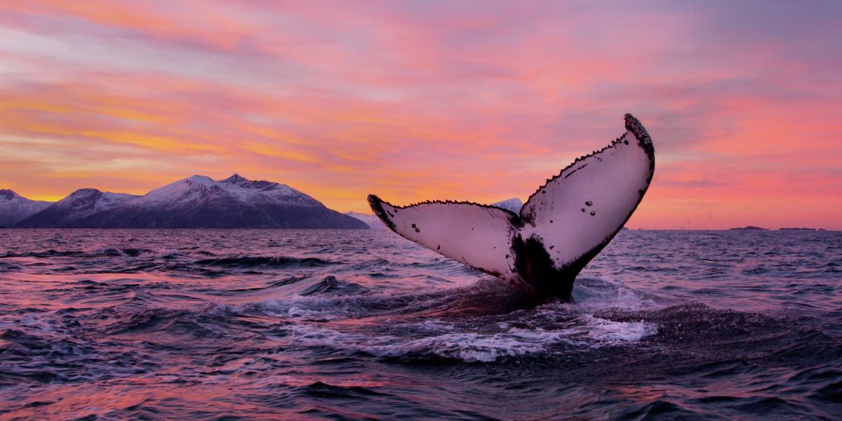 observation des baleines et des orques à Tromsø