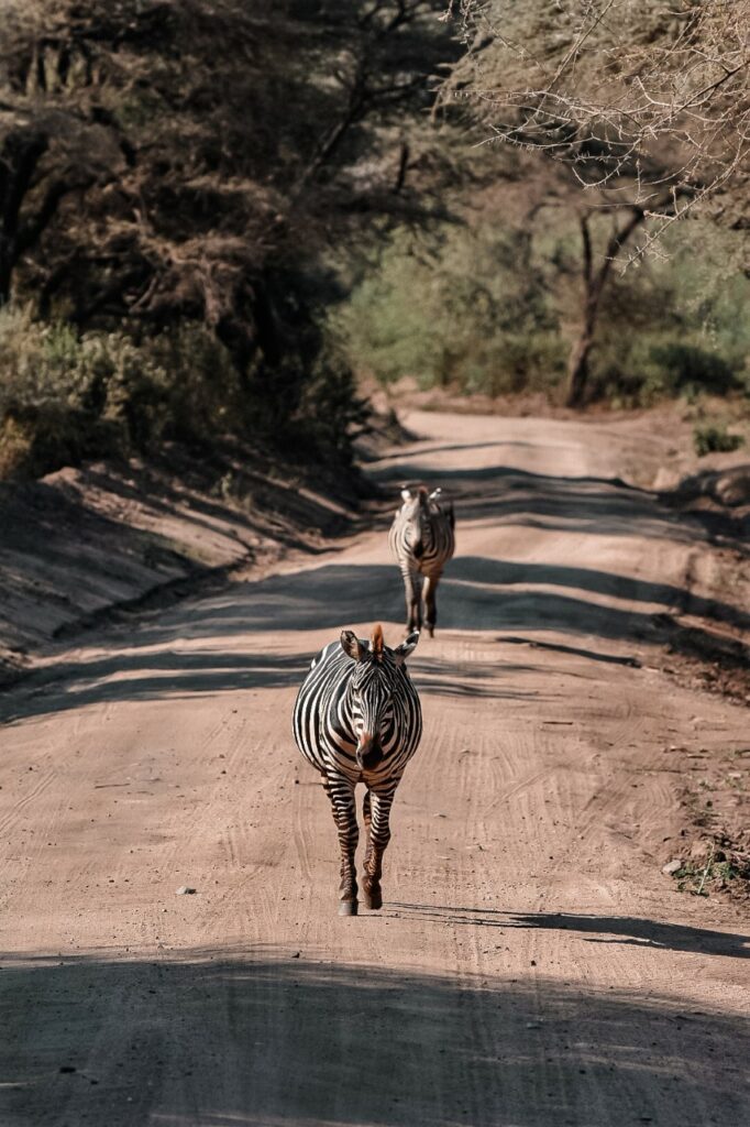 faire un safari au mois d'aout en Tanzanie